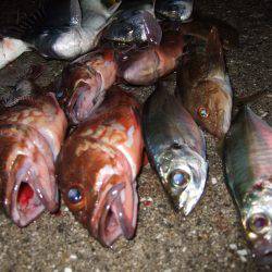 魚種豊富。真冬なのに