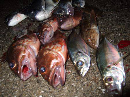 魚種豊富。真冬なのに