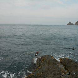 磯のヤエン釣りでアオリイカ