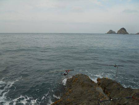 磯のヤエン釣りでアオリイカ