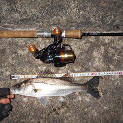 アタリまくる湾奥チーバス…。