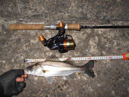 アタリまくる湾奥チーバス…。