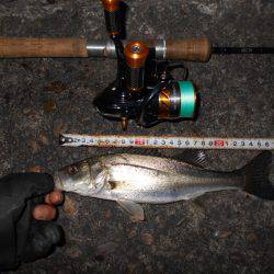 アタリまくる湾奥チーバス…②