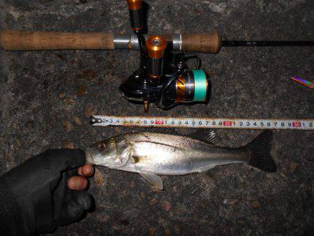 アタリまくる湾奥チーバス…②