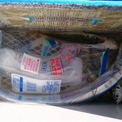 サビキで太刀魚‼