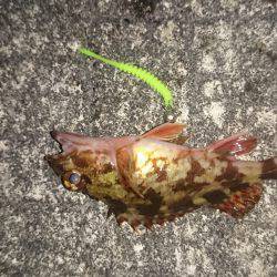 寒い日の夜遊び！ガシラ釣り