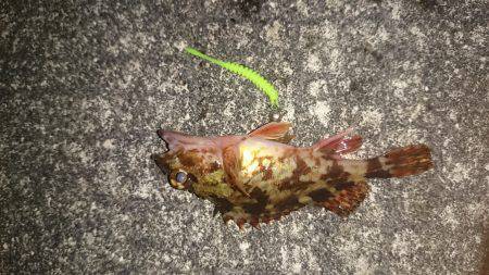 寒い日の夜遊び！ガシラ釣り