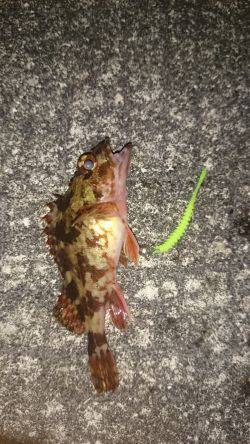 寒い日の夜遊び！ガシラ釣り