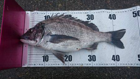 しぶしぶでした