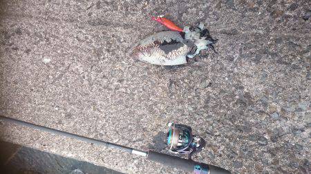 下げ潮のタイミングでドーンと！