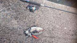 下げ潮のタイミングでドーンと！