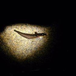 短時間のアジ狙い