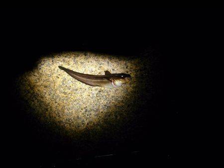 短時間のアジ狙い