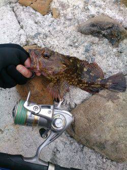 ガシラに癒されました