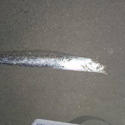 初釣行。タチウオ！