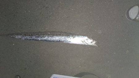 初釣行。タチウオ！