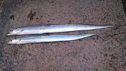 今年初釣りで太刀魚2匹GET