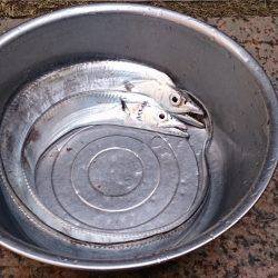 底冷えする寒さの中朝まずめに2匹ゲット