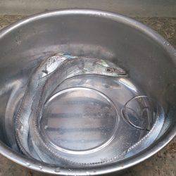 春木ベランダでワインドで太刀魚2匹ゲット