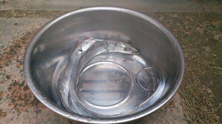 春木ベランダでワインドで太刀魚2匹ゲット