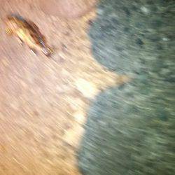 初釣り、アジング、メバリング、ガシラング