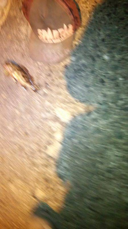 初釣り、アジング、メバリング、ガシラング