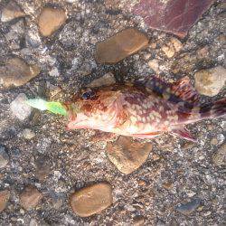 ライトワインド