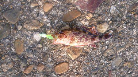 ライトワインド