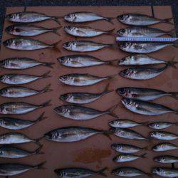 今年初の日本海遠征で好釣果…。