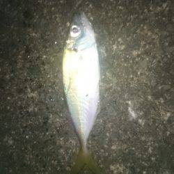 短時間アジング