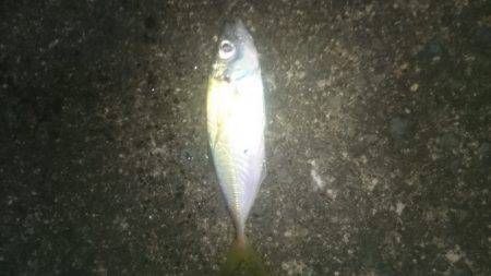 短時間アジング