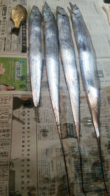 まだ太刀魚が居てた♪