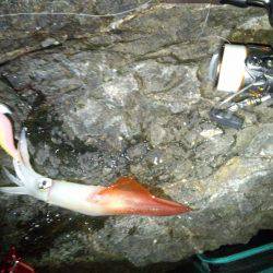 釣り始めが……