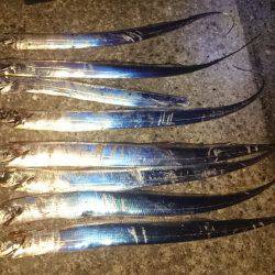 タチウオまだまだ行けます