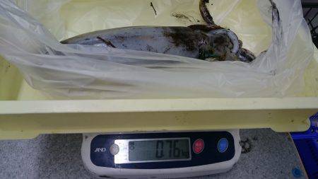 寒波がくるまえに！