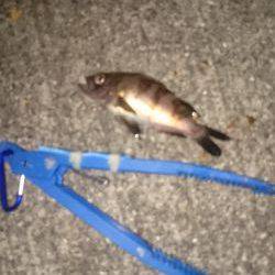 初詣のあとは、やっぱり釣りでしょ