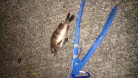 初詣のあとは、やっぱり釣りでしょ