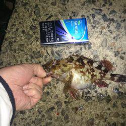 メバル釣れました