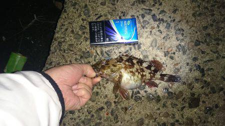 メバル釣れました