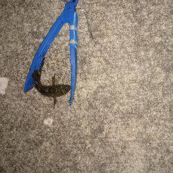 お正月休みラスト