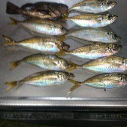 アジがいました