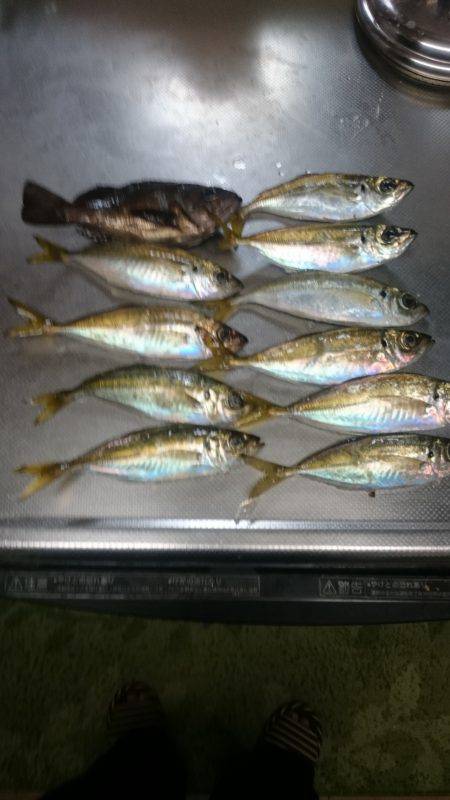 アジがいました