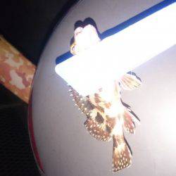 寒さが少しましです