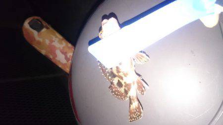 寒さが少しましです