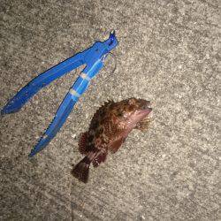 タチウオは強敵です