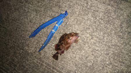 タチウオは強敵です