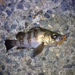 ヤリイカメインでその他も釣ろう