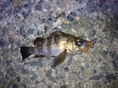 ヤリイカメインでその他も釣ろう