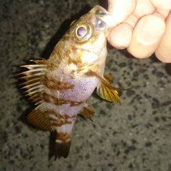 アジング釣行記