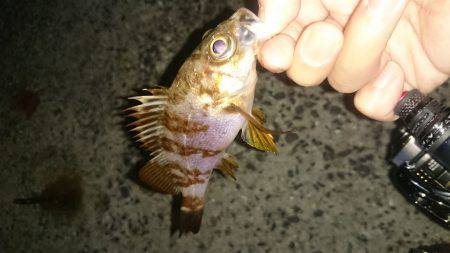 アジング釣行記